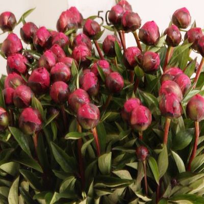 Kansas Peony for Floral Designs, Weddings and Flower Arrangements. Wholesale Prices, Open to the Public - No Tax ID Number Required. Kansas Peony, Floral Designs, The Public, Peonies, Kansas, Vancouver, Flower Arrangements, Floral Design, Weddings