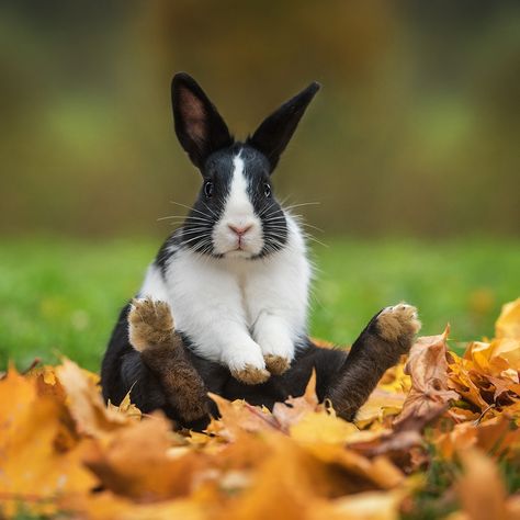 Rabbit Totem, Rabbit Pose, Cutest Bunny Ever, Rabbit Cushion, Dutch Rabbit, Rabbit Life, Rabbit Pictures, Beautiful Rabbit, Rabbit Eating