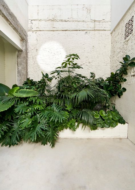 Plant Space, Cafe Plants Interiors, Indoor Landscape Design, Cafe Plants, Urban Flora, Industrial Garden, Patio Remodel, Vertical Garden Design, Persian Garden