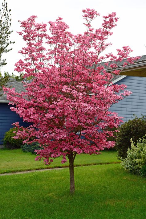 Cornus florida - Flowering Dogwood | PlantMaster Cornus Florida Rubra Dogwood Trees, Cornus Florida Dogwood, Red Dogwood Tree, Pink Flowering Dogwood Tree, Dogwood Tree Landscaping, Flowering Dogwood Tree, Beautiful Flower Gardens, Pink Dogwood Tree, Baltimore House