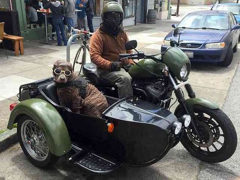 Dog in Motorcycle Sidecar Sidecar Motorcycle, Top Bikes, Ural Motorcycle, Dogs Photos, Biking With Dog, Motorcycle Sidecar, Best Motorcycle, Motorcycle Photography, Motorcycle Garage