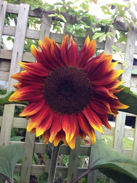 Red Velvet sunflower Different Color Sunflowers, Velvet Sunflower, Maroon Sunflower, Tree With Red Flowers, Sunflower Varieties, Trees With Red Leaves, Indian Blanket Flower, Sunflower Paintings, Story Content