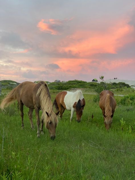 Pink Farm Aesthetic, Wild Horses Aesthetic, Cute Horse Aesthetic, Country Pink Aesthetic, Horse Summer Aesthetic, Pink Horse Aesthetic, Wild Horse Aesthetic, Pink Country Aesthetic, Maryland Aesthetic