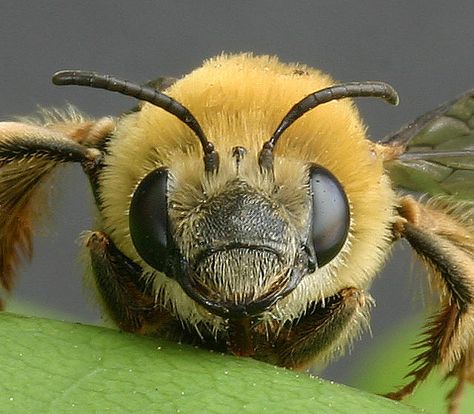 Bee Face Up Close, Bee Face, Wild Bees, Solitary Bees, I Love Bees, Bees And Wasps, Birds And The Bees, Bee Friendly, Bee Mine