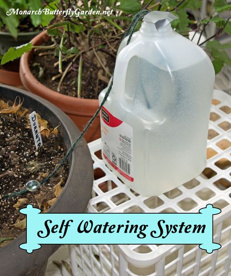 How To Care for Indoor House Plants While on Extended Vacation: Tip 3- Set up a Self Watering System Rainwater Storage, Diy Self Watering Planter, Self Watering System, Plant Watering System, Self Watering Containers, Self Watering Plants, Plant Watering, Watering System, Plant Images