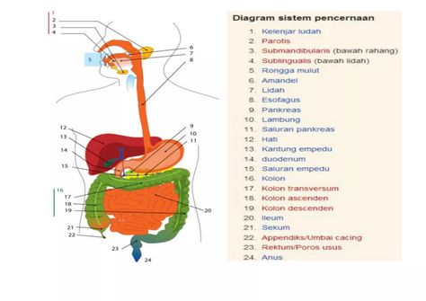 organ sistem pencernaan manusia.docx Organ Pencernaan, Sistem Pencernaan, Drawing Practice, Technical Drawing, Study Notes, Ipa, Biology, For Free