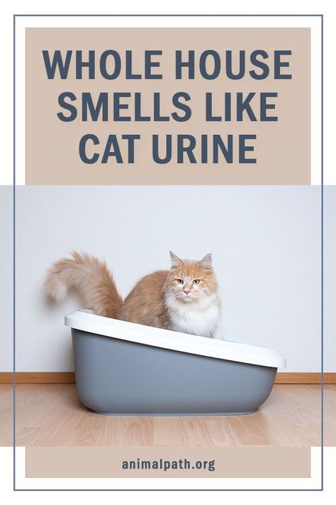 Eliminating Cat Urine Smell, Cat Cleaning Tips House, How To Get Out Cat Urine Smell, Getting Cat Urine Smell Out, How To Get Rid Of Cat Urine Smell Houses, How To Eliminate Cat Urine Odor, Remove Cat Urine Smell From Carpet, Remove Cat Pee Smell, How To Remove Cat Pee Smell