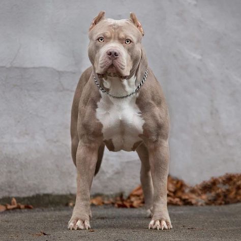 XL ROYAL BULLIES®️’s Instagram profile post: “Some of the bad bitches in our beautiful blue tri foundation pup Luna Mia‘s pedigree. 🩸🔥 Nothing but the best. - Desirabulls bulls Purple…” Xl Bully Dog, Xl Pitbull, Bully Xl, Bully Breeds Dogs, Bully Dog, Bully Breeds, American Bully, The Bad, Beautiful Blue