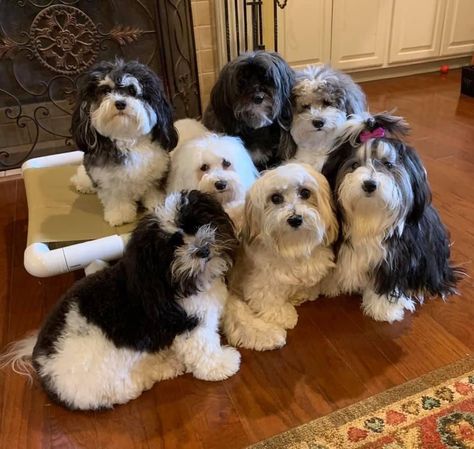 Get to know Heart 2 Heart Havanese in Alabama. See puppy photos, reviews, health information. Easy to apply. Find the best Havanese for you. Dog Organization, Selective Breeding, Havanese Puppies, Good Dog, Hip Dysplasia, Getting A Puppy, Health Information, Puppy Photos, Therapy Dogs