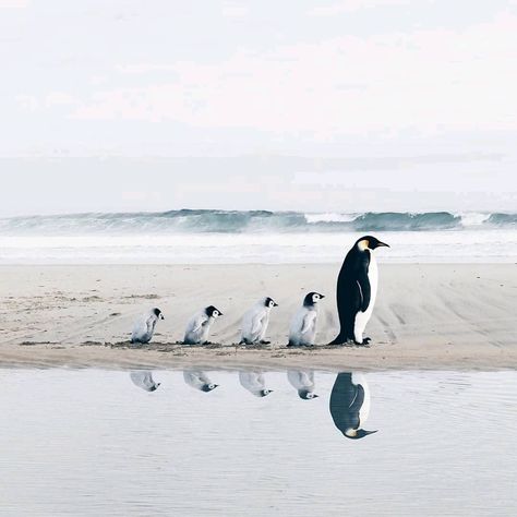 Penguins of Instagram on Instagram: “"A walk in the direction of love, integrity, compassion and self worth. Your children will follow the footsteps that you leave for…” Group Of Penguins, Penguin Love, Baby Penguins, Animal Planet, Adorable Animals, Beautiful Creatures, Animal Kingdom, Penguins, A Group