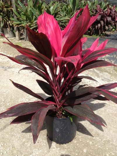 This article will explain Cordyline care instructions. Following this guideline, you will have no problem keeping your plant thriving for years to come. Sister Pic, Tropical Pool Landscaping, Ti Plant, Florida Plants, Red Plants, Tropical Gardens, Evergreen Plants, Container Flowers, Tropical Landscaping