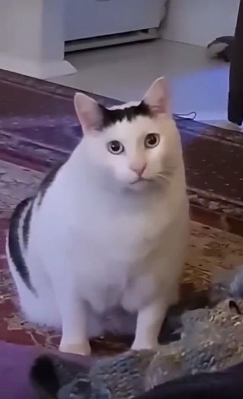 The Huh Cat, Confused Cat Reaction, Funny Cats Video Memes, Video Cats Funny, Funny Cute Cats Videos, Animal Funny Videos, Cat Meme Faces, Cat Confused, Huh Meme