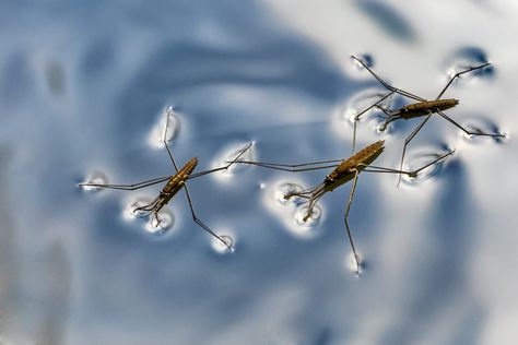 Water Science Experiments, Water Facts, Sink Or Float, National Wildlife Federation, Surface Tension, Walk On Water, Science Experiments Kids, Search And Rescue, My Wardrobe