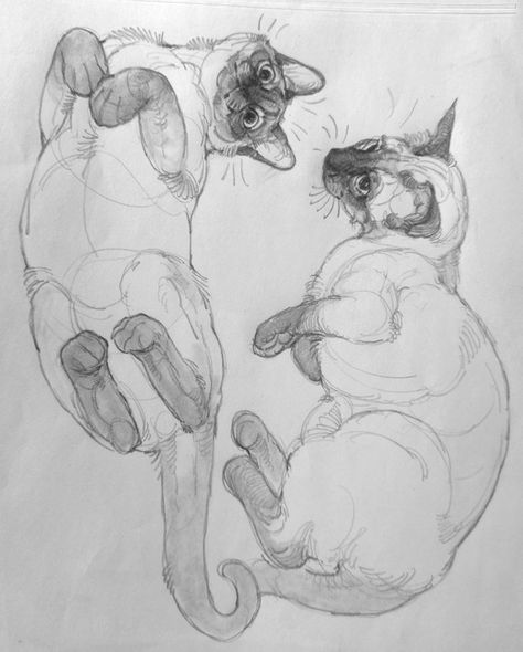 Cat Sketch, Arte Sketchbook, Dessin Adorable, Animal Sketches, Cat Drawing, Art Inspiration Drawing, A Drawing, Creature Art, 귀여운 동물