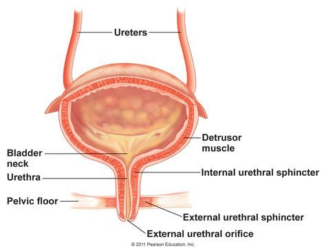 Renal Histology, Bladder Anatomy, Renal Physiology, Urinary Bladder, Medical Illustrations, Urinary System, Gross Anatomy, Kinesio Taping, Nursing School Notes