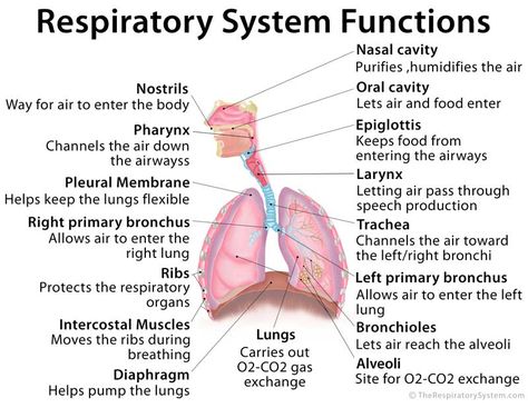 Physiology Of Respiratory System, Respiratory System Parts And Functions, Function Of Respiratory System, Respiratory System Physiology, Parts Of Respiratory System, Respiratory System Anatomy Notes, Human Respiratory System Notes, Respritory System, Function Of Lungs