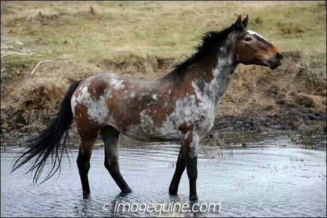 Uniquely colored appi mustang Somatic Mutation Horse, Brindle Horse, Rare Horse Colors, Unusual Horse, Horse Markings, Horse Coat Colors, Rare Horses, Horse Colors, Pinto Horse