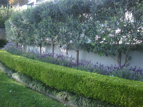 Olive trees privacy screen Olive Tree Garden, Olive Trees Garden, Garden Hedges, Privacy Plants, Tree Garden, Garden Screening, Evergreen Plants, Have Inspiration, The Secret Garden