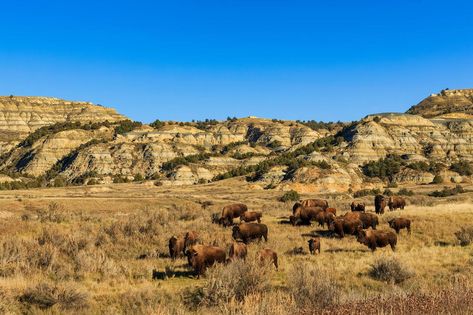 10 Most Underrated U.S. National Parks for Families  #familyroadtrip #nationalparks North Dakota Travel, Roosevelt National Park, National Parks America, Scenic Places, Theodore Roosevelt National Park, Best Campgrounds, Teddy Roosevelt, Cold Weather Camping, Hiking National Parks