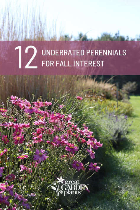 Just as the leaves have begun to fall and the outdoors have transitioned to fiery red, orange, and purple hues, these perennials bring unexpected color and texture that wow garden-goers and pollinators alike! Perennials that bloom in the fall provide exciting contrast and utility in the garden, including fueling pollinators late in the season, creating a vibrant privacy hedge, and more. Check out our blog to learn more! Fall Perennials, Privacy Hedge, Fall Garden, Fiery Red, Autumn Garden, Purple Hues, In The Fall, Hedges, Orange And Purple