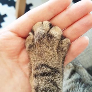 Trying to hold your cat’s hand. | 21 Slightly Odd Things All Cat Owners Are Guilty Of Cat Sneezing, Best Friends Day, National Best Friend Day, Mean Cat, Living With Cats, Cat With Blue Eyes, Friends Day, Paws And Claws, Cat S