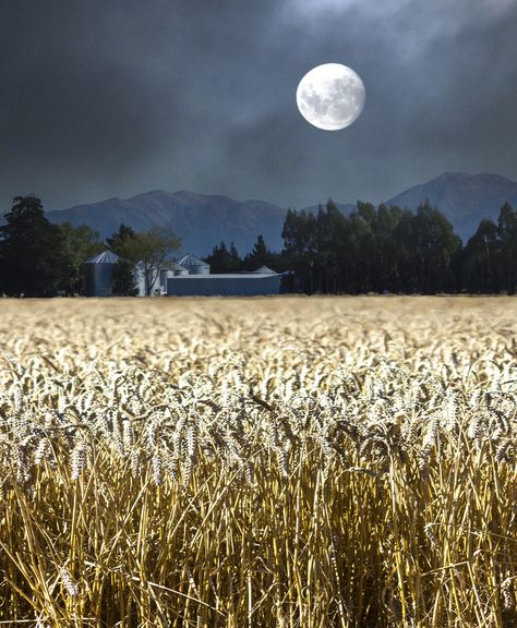 ❦ "harvest moon" | mary wethey. [ " Oh, Shine on, shine on, harvest moon Up in the sky; I ain't had no lovin'...."] Between Two Worlds, Moon Shadow, Shoot The Moon, Image Nature, Gabriel Garcia Marquez, Moon Pictures, Good Night Moon, Beautiful Moon, Harvest Moon