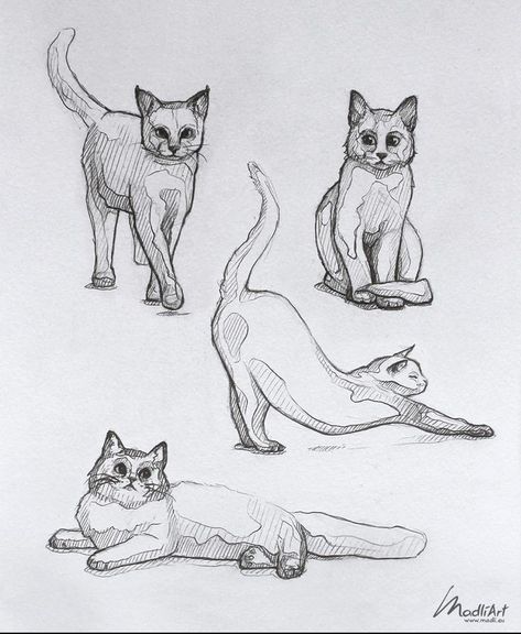 Drawing Line Art, Cat Drawing Tutorial, Cats Art Drawing, Cat Stretching, Kitten Drawing, Cat Anatomy, Wildlife Artwork, Cat Sketch, My Sketchbook