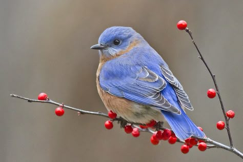 Male bluebird on berry branch | Cheryl Rose | Flickr Berry Branch, Blue Bird Art, Winter Bird, Bird On Branch, Funny Birds, Bird Pictures, Pretty Birds, Bird Illustration, Watercolor Bird