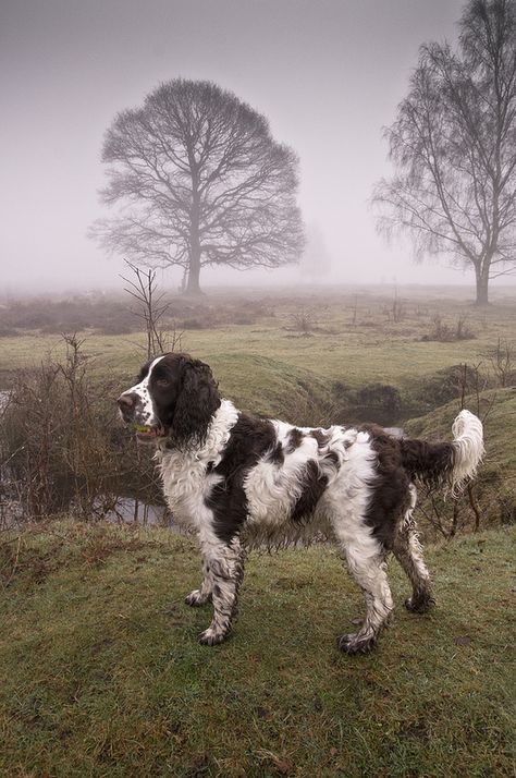 Springer English Springer Spaniel Hunting, Cave Canem, Handsome Dog, Springer Spaniel Puppies, Digging Holes, Springer Spaniels, Spaniel Puppies, English Springer, English Springer Spaniel