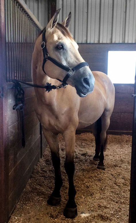 Lesson Horse, Buckskin Horse, Horse Shelter, Rasy Koni, Horse Aesthetic, Most Beautiful Horses, Dressage Horses, Horse Equestrian, Cute Horses