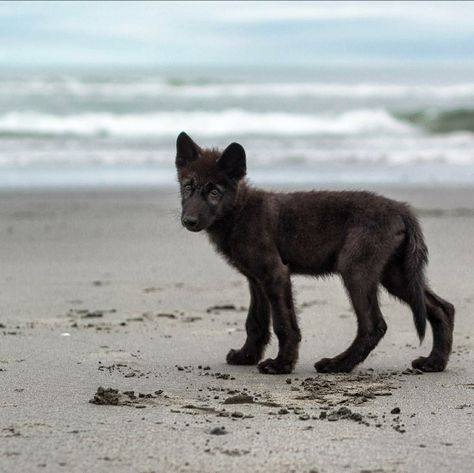 Black Wolf Pup, Black Wolf Dog, Wolf Pups, Wolf Poses, Wolf Puppy, Puppy Photography, Dog Anatomy, Wolf Photography, Baby Wolf