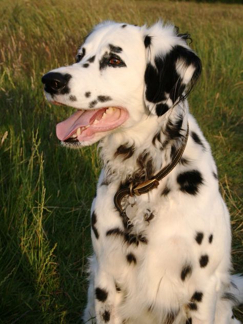 Long coated dalmatian Long Haired Dalmatian, Short Or Long Hair, Long Haired Dogs, Rare Dogs, Dalmatian Puppy, Dalmatian Dog, Dalmatian Dogs, Pretty Dogs, Pretty Animals