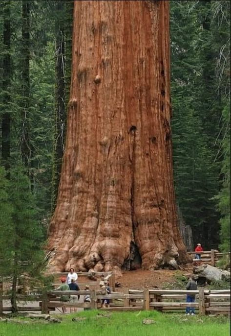 THE GENERAL SHERMAN TREE (Sequoiadendron giganteum) This giant sequoia tree is located at Sequoia National park, California. It is the largest tree in the world, measured by volume. It's height about 275 feet (83.8 metres) tall,,, with a diameter of 36 feet (11 metres) at the base,,, 103 feet (31.3 metres) in circumference,,, total volume of trunk is 52,500 cubic feet, and weighs more than 6,000 tons. It is estimated to be between 2300-2700 years old. General Sherman Tree, Sequoiadendron Giganteum, General Sherman, Giant Sequoia Trees, Trees Photo, Wood Trees, Sequoia Tree, Amazing Trees, Big Trees