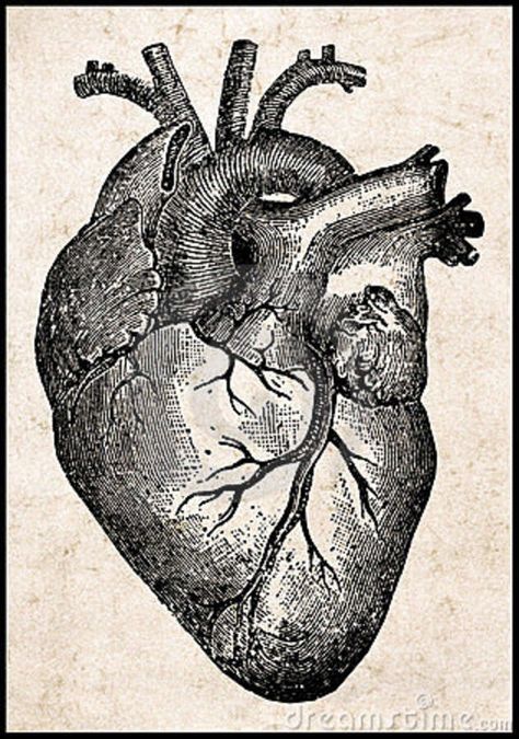 <3 Realistic Heart Drawing, Anatomical Heart Drawing, Human Heart Anatomy, Heart Anatomy, Heart Art Print, Heart Sketch, Arte Van Gogh, Heart Poster, Heart Illustration