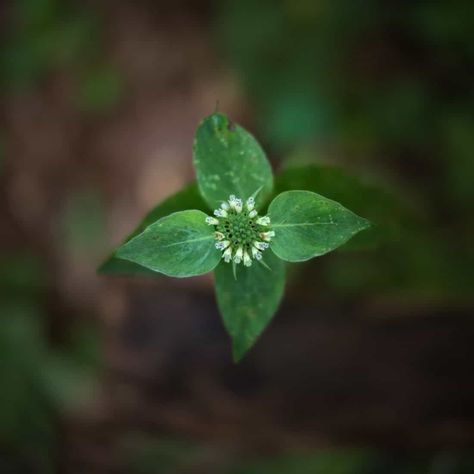 Mint Herb Aesthetic, Wild Mint Plant, Mountain Mint Plant, Mint Varieties Plants, Virginia Mountains, Asclepias Tuberosa, Echinacea Purpurea, Pollinator Garden, Flower Spike