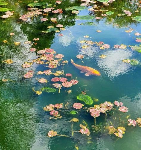 Lotus Pond Aesthetic, Green Pond Aesthetic, Pretty Scenery Aesthetic, Cottagecore Photos, Pretty Settings, Koi Fish Aesthetic, Pond Aesthetic, Pond Scenery, Life In Nature