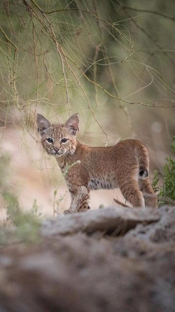 Tin Man Lee on Instagram: "Bobcat kitten." Baby Bobcat, Bobcat Kitten, Dog Rap, Small Wild Cats, Serval Cats, Jaguar Animal, National Cat Day, Tin Man, Man Photography