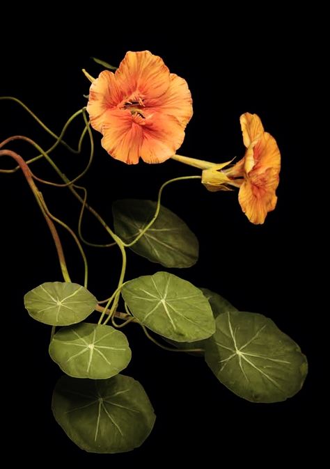 Tropaeolum Majus, Cat Air, Floral Photography, Orange Flower, Flower Beauty, Plant Life, Botanical Illustration, Art Reference Photos, Amazing Flowers