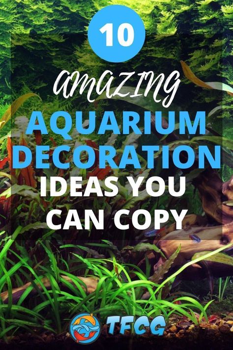 Homemade Aquarium Decorations, Fish For Beginners, Cool Fish Tank Decorations, 10 Gallon Fish Tank, Amazing Aquariums, Cool Fish Tanks, Tank Decoration, Reef Fish, Aquarium Ideas