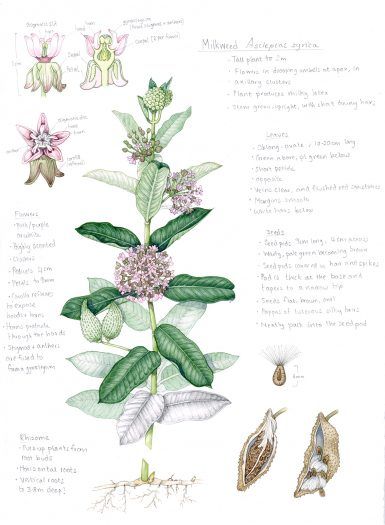 Milkweed Asclepias syriaca sketchbook study - Lizzie Harper Broom Plant, Sketchbook Studies, Sycamore Leaf, Plant Sketches, Milkweed Plant, Butterfly Illustration, Watercolor Plants, Sketchbook Art Journal, Botanical Illustrations