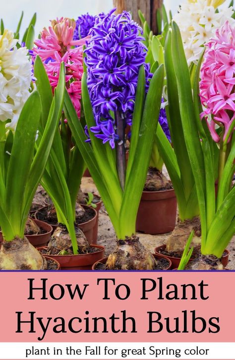 How to plant Hyacinth bulbs in the Fall for great Spring color! The secrets to success. #Hyacinth #bulbs #flowers #Spring #fertilize #planting #tips #perennial #blooms #colors #landscape #flowerbeds #Autumn #Fall #thisismygarden When To Plant Hyacinth Bulbs, Planting Hyacinth Bulbs, Fall Bulbs To Plant, Daffodils And Hyacinths, Hyacinth Landscaping, Fall Bulbs To Plant Perennials, Bulbs To Plant In Spring, Gardening Flowers Ideas, When To Plant Bulbs