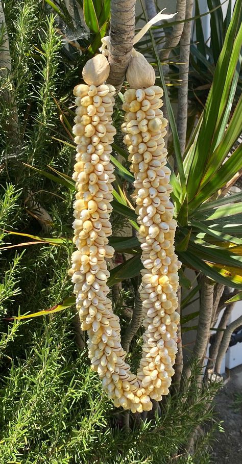 Lei Length:  Approximately 28 inches Each piece has a distinct character of its own, for no two are exactly alike in color, shape, and size. Hand-crafted, sanded and polished by Native artisans Adjustable White Fine Satin Ribbon Tie Hawaiian Leis For Graduation, Hawaiian Leis, Hawaiian Design, Hawaiian Lei, Hawaiian Designs, Graduation Leis, Design Wedding, Samoa, Ribbon Tie