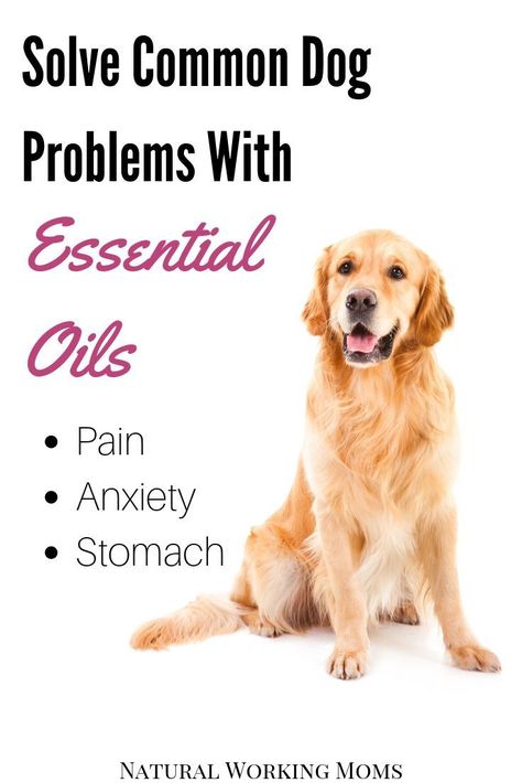 Natural Dog Remedies, Essential Oils For Dogs, Corgi Stuff, Ways To Use Essential Oils, Pet Remedies, Essential Oils Dogs, Tick Spray, Dog Remedies, Essential Oil Accessories