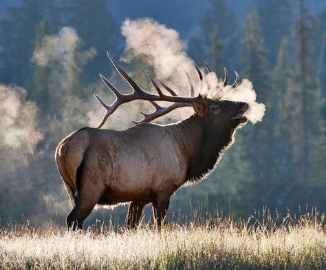 Nice color palette (shelter 2-esque, warm orangey browns, with muted blues) elk standing majestically, maybe wolves. Background is lighter value than foreground. Elk In Snow, Elk Painting, Elk Drawing, Elk Pictures, Moose Pictures, Elk Photography, Deer Photography, North American Animals, Wild Animals Photography