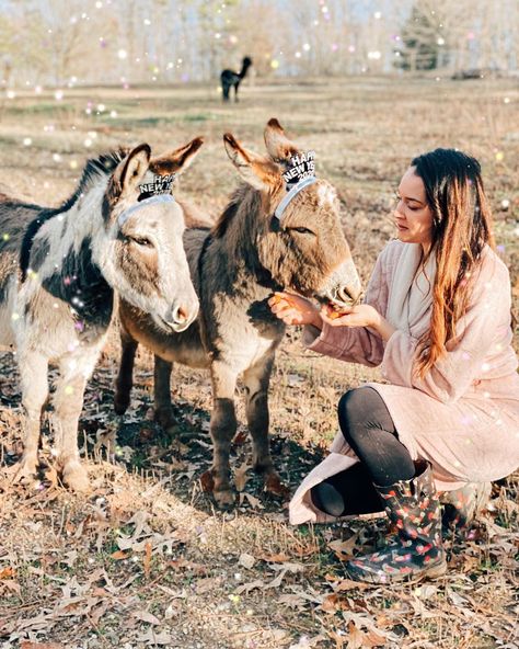 Donkey Photoshoot, Donkey Christmas Pictures, Mini Donkey Photo Shoot, Photoshoot With Farm Animals, Farm Donkey, Azure Farm, Pet Donkey, Donkey Farm, Animal Photoshoot