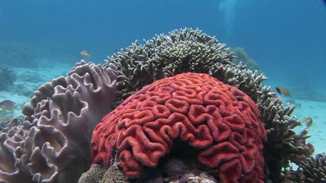 Coral Reef Art, Brain Coral, Dry Tortugas, Human Organ, Coral Reef, Marine Life, Sea Creatures, Sea Life, Under The Sea