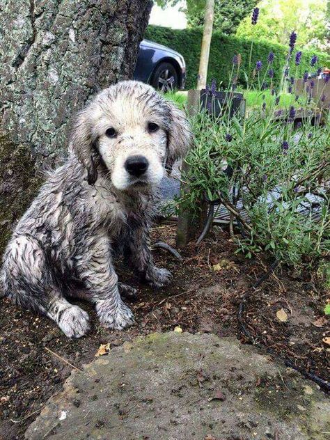 A little bit muddy American Golden Retriever, English Golden Retrievers, Golden Retriever Names, Orange Kitten, Muddy Dog, English Cream, Orange Kittens, Golden Puppy, Dog Things