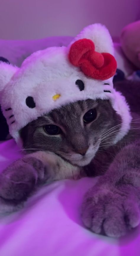 Cute cat with hellokitty hat wallpaper Hat Wallpaper, Pink Wallpaper Hello Kitty, Images Hello Kitty, Hello Kitty Aesthetic, Cute Laptop Wallpaper, Image Chat, Hello Kitty Backgrounds, Silly Cats Pictures, Cute Cats Photos