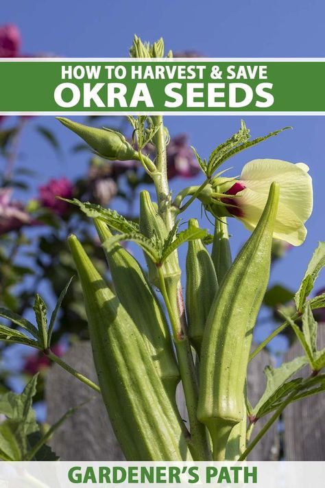 A close up vertical image of okra pods growing in the garden pictured in bright sunshine on a blue sky background. Grow Okra, Growing Okra, Okra Plant, Okra Seeds, Pot Making, Sacred Garden, Vegetable Benefits, Backyard Vegetable Gardens, Seed Shop