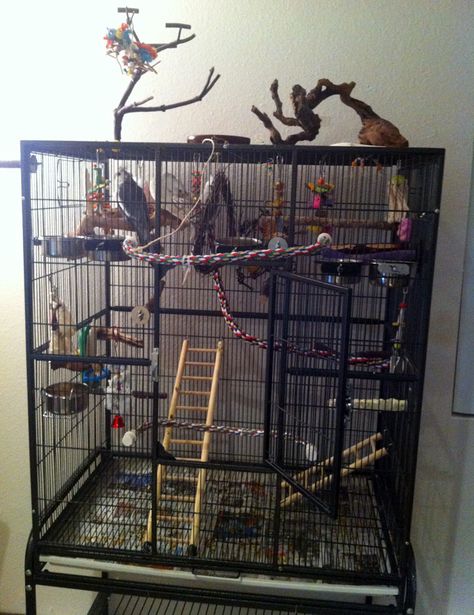 Parrot Cage Setup, Cockatiel Cage Setup, Bird Cage Setup, Bird Enclosure, Conure Cage, Budgie Cage, Diy Bird Cage, Cockatiel Cage, Parakeet Cage